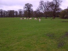 Woburn Walk 26